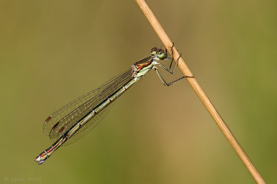 Tengere pantserjuffer/Lestes virens ♀