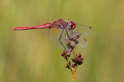 Zwervende heidelibel/Sympetrum fonscolombii ♂