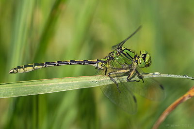 Gaffellibel/Ophiogomphus cecilia ♂