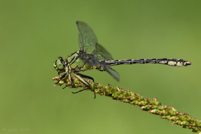 Gaffellibel/Ophiogomphus cecilia ♂
