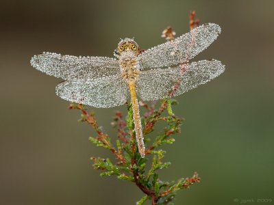 Zwarte heidelibel/Sympetrum danae ♂