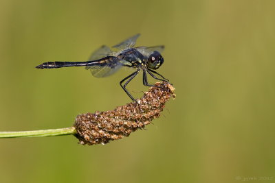 Zwarte heidelibel/Sympetrum danae ♂