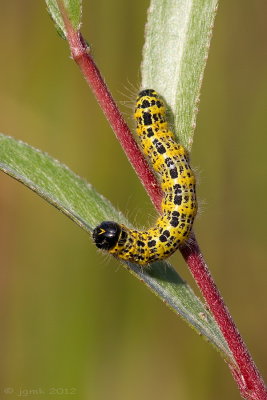 Wapendrager/Phalera bucephala
