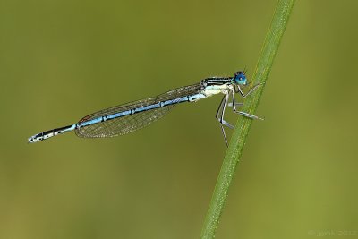 Blauwe breedscheenjuffer/Platycnemis pennipes ♂