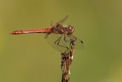 Steenrode heidelibel/Sympetrum vulgatum ♂