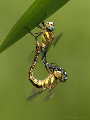 Paardenbijter/Aeshna mixta ♂♀