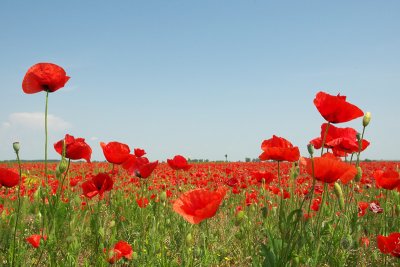 Hortobagy-Poppy's (Papaver rhoeas)-9D7E8484.jpg