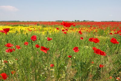 Hortobagy-flower field-9D7E8475.jpg