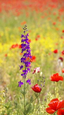Hortobagy-flowers-IMG_4268.jpg
