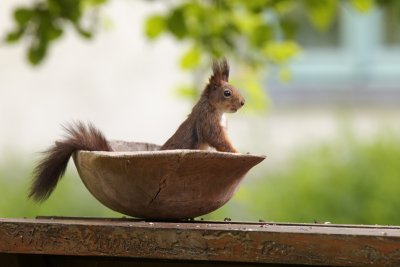 Red squirrel (Sciurus vulgaris)-IMG_1022.jpg
