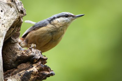 Nuthatch (Sitta europaea)-IMG_1102.jpg