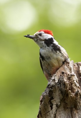 Middle spotted woodpecker (Dendrocopos medius)-IMG_1079.jpg