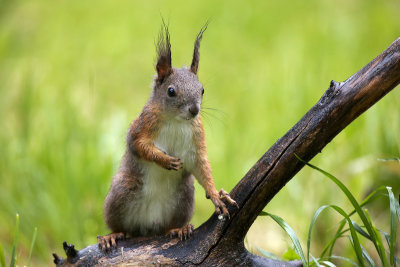 Red squirrel (Sciurus vulgaris)-IMG_1215.jpg