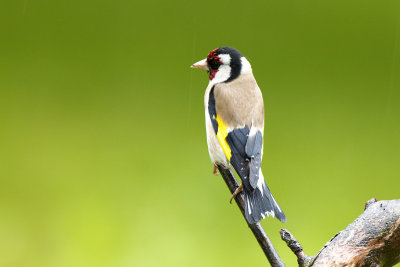 Goldfinch (Carduelis carduelis)-IMG_1154.jpg