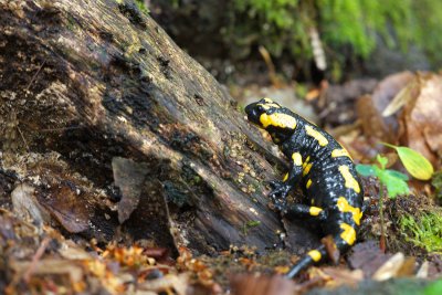 Fire Salamander (Salamandra salamandra)-IMG_1272.jpg