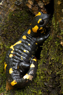 Fire Salamander (Salamandra salamandra)-IMG_1261.jpg