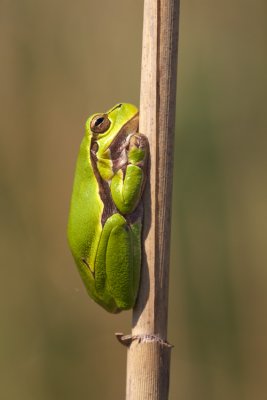Common tree Frog (Hyla arborea)IMG_1771.jpg