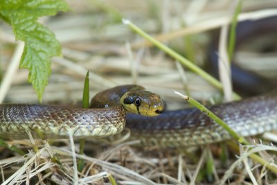 Aesculapian Snake (Elaphe longissima)-IMG_1888.jpg