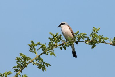 Red-backed Shrike (Lanius collurio)-IMG_1902.jpg