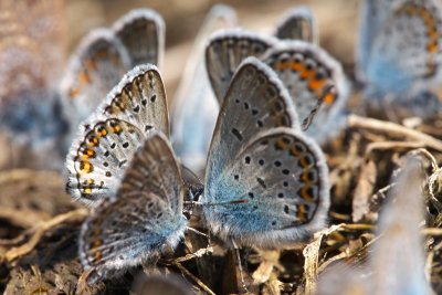 Common Blue (Polyommatus icarus)-IMG_1970.jpg