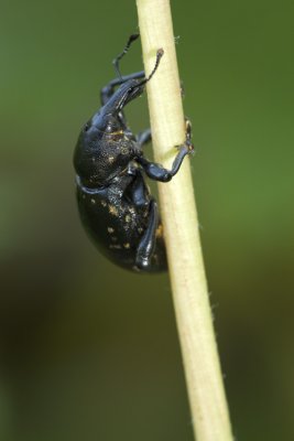 Weevil (Liparus glabirostris)-IMG_2174.jpg