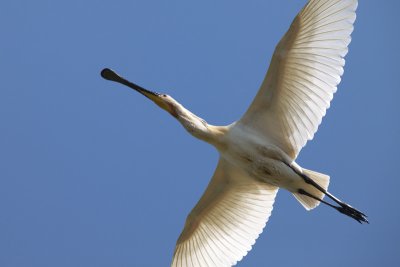 Spoonbill (Platalea leucorodia-IMG_2218.jpg