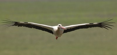 Stork (Ciconia ciconia)-IMG_2249.jpg