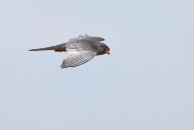 Red-footed Falcon (Falco vespertinus)-IMG_2272.jpg