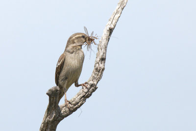 Sparrow (Passer domesticus)-IMG_2312.jpg