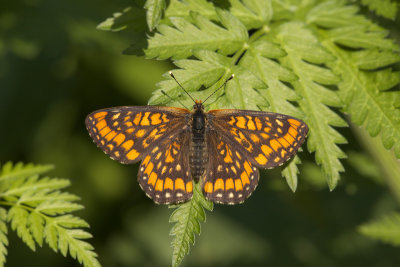 Scarce Fritillary (Euphydryas maturna)-IMG_2417.jpg
