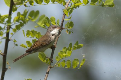 Whitethroat (Sylvia communis)-IMG_2439.jpg