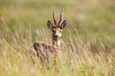 Roe deer (Capreolus capreolus)-IMG_2461.jpg