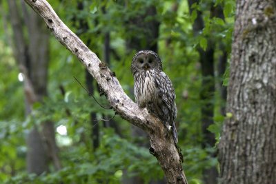 Ural Owl (Strix uralensis)-IMG_2765.jpg