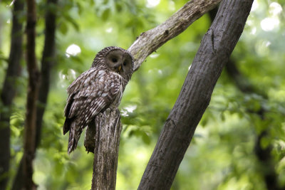 Ural Owl (Strix uralensis)-IMG_2813.jpg