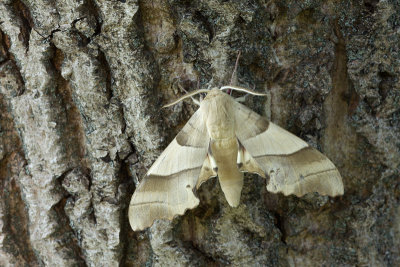 Oak Hawk-moth (Marumba quercus)-IMG_2847.jpg