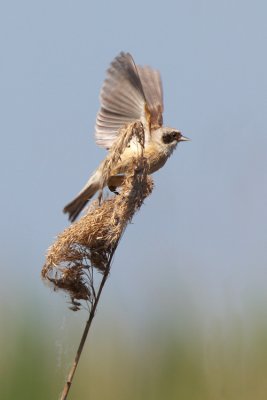 Penduline Tit (Remiz pendulinus)-IMG_2899.jpg