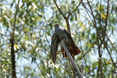 Cuckoo (Cuculus canorus)-IMG_2952.jpg