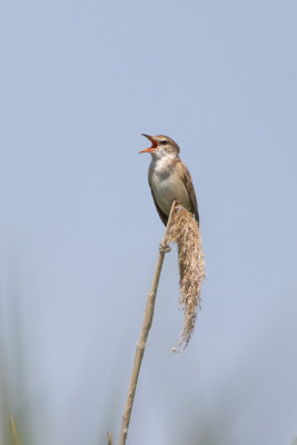 Great Reed Warbler (Acrocephalus arundinaceus)-IMG_3077.jpg