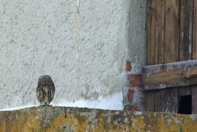 Little Owl (Athene noctua)-IMG_3097.jpg