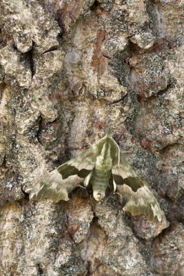 Lime Hawk-moth (Mimas tiliae)-IMG_3099.jpg