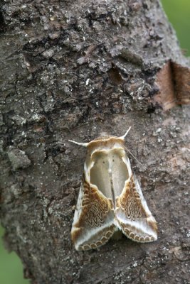 Buff Arches (Habrosyne pyritoides)-IMG_3101.jpg