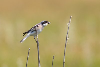 Lesser Grey Shrike (Lanius Minor)-IMG_3176.jpg