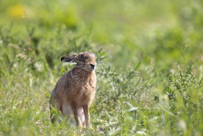 European Hare (Lepus europaeus)-IMG_3185.jpg