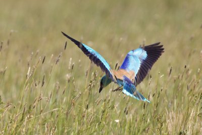 European Roller (Coracias garrulus)-IMG_3348.jpg