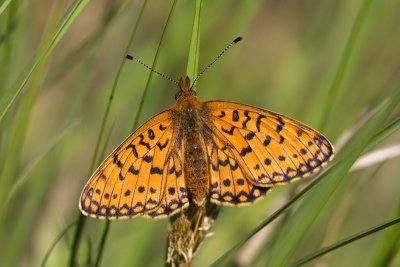 Silver bordered fritillary (Boloria selene)-IMG_3407.jpg