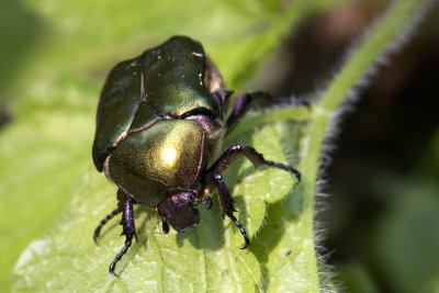 Rose Chafer (Cetonia aurata)-IMG_3580.jpg
