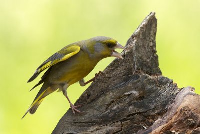 Greenfinch (Carduelis chloris)-IMG_3692.jpg