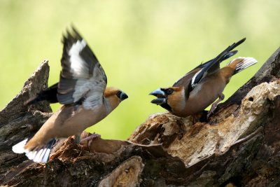 Hawfinch (Coccothraustes coccothraustes)-IMG_3719.jpg