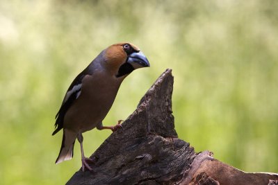 Hawfinch (Coccothraustes coccothraustes)-IMG_3775.jpg