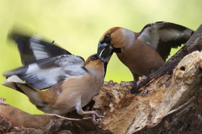 Hawfinch (Coccothraustes coccothraustes)-IMG_3835.jpg
